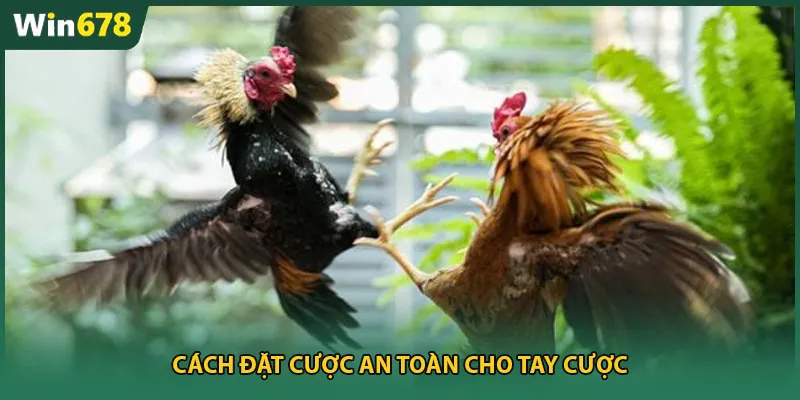 Cách đặt cược an toàn cho tay cược